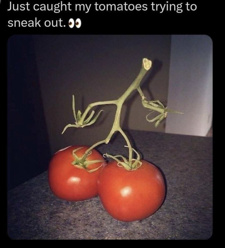 Tomatoes making a break for it.jpg